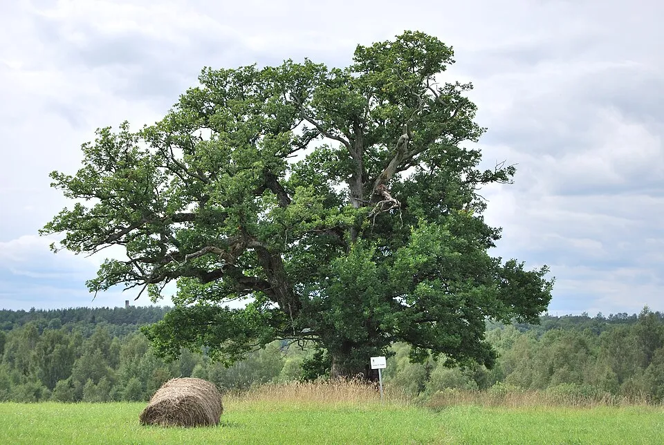 Vaade: Viljandi vald